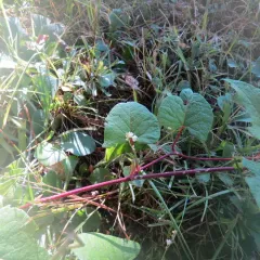 fringed black bindweed thumbnail 4