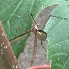Tipula sayi thumbnail 3