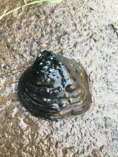 Monkeyface Mussel thumbnail 4