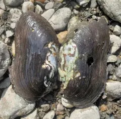 Freshwater Pearl Mussel thumbnail 3