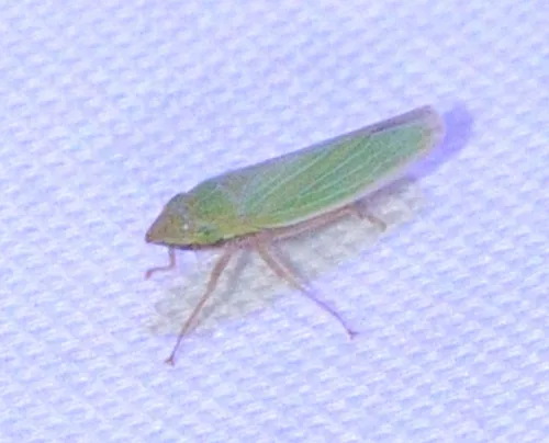 Draeculacephala antica