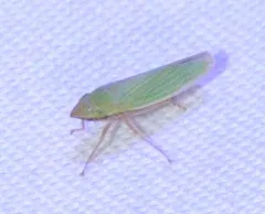 Draeculacephala antica thumbnail 1