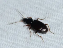 Punctiform Harp Ground Beetle thumbnail 2