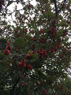 Canadian Hawthorn thumbnail 2