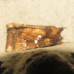 Thistle Stem Borer Moth thumbnail 1