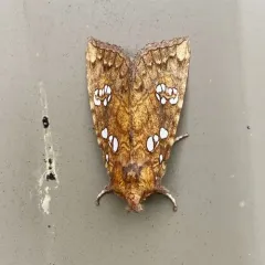 Ash Shoot Borer Moth thumbnail 2