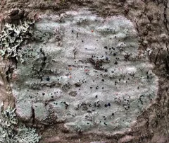 Mycoblastus sanguinarioides thumbnail 1