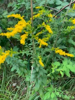 common wrinkle-leaved goldenrod thumbnail 5