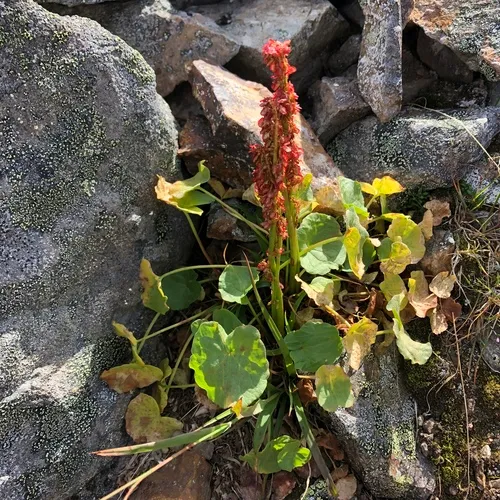 alpine sorrel