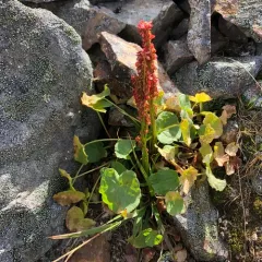 alpine sorrel thumbnail 1