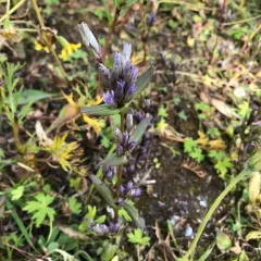 autumn gentian thumbnail 4