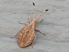 Nisoscolopocerus apiculatus thumbnail 2