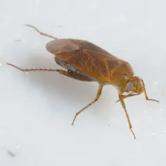 Parapsallus vitellinus thumbnail 3