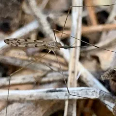 Geranomyia rostrata thumbnail 2