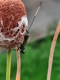 Schlettererius cinctipes thumbnail 3