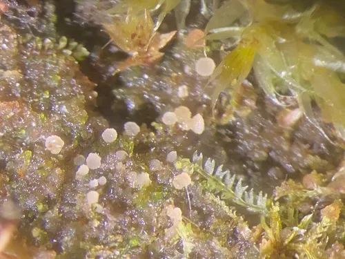 Vezdaea acicularis