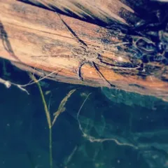 Striped Fishing Spider thumbnail 2