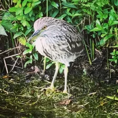Black-crowned Night Heron thumbnail 2