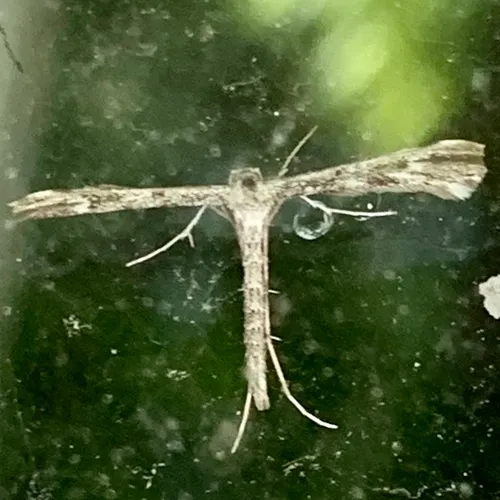 Black-marked Plume Moth