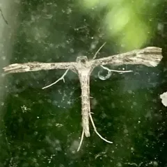 Black-marked Plume Moth thumbnail 1