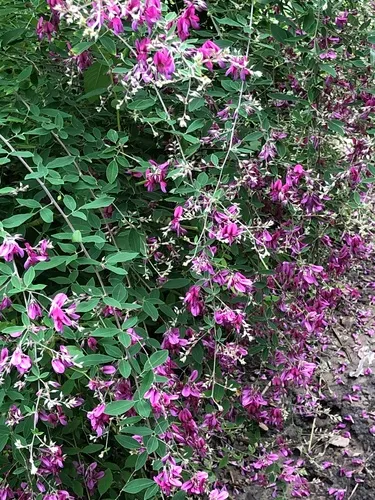 Thunberg's lespedeza