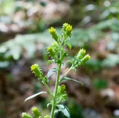 squarrose goldenrod thumbnail 3
