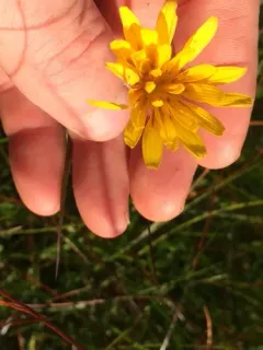 northern microseris thumbnail 2