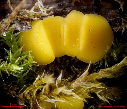 Calycina confluens