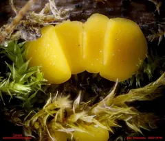Calycina confluens thumbnail 1
