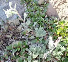 Three-fork Wormwood thumbnail 1