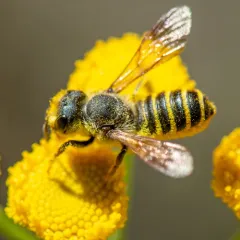 Horn-faced Leafcutter Bee thumbnail 2