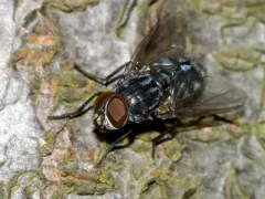 Muscina prolapsa thumbnail 3