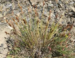 Tahoe sedge thumbnail 4