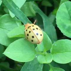 Mexican Bean Beetle thumbnail 2