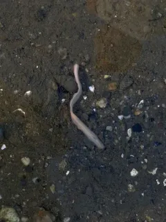 Pseudobonellia iraidii thumbnail 2