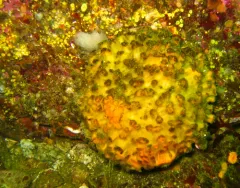 California puffball sponge thumbnail 2