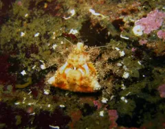 Rhinoceros Crab thumbnail 4