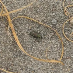 Western Tiger Beetle thumbnail 2