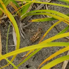 Migratory Grasshopper thumbnail 3