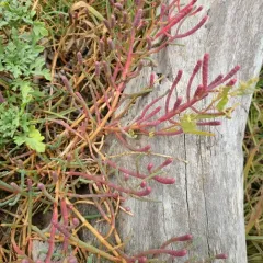 Pacific Glasswort thumbnail 3