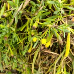 Marsh Jaumea thumbnail 2