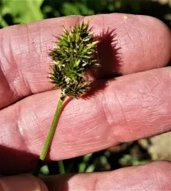 small-winged sedge thumbnail 3