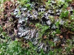 Whiskered Shadow Lichen thumbnail 1
