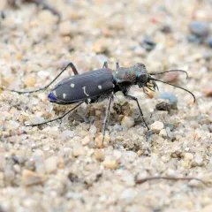 Twelve-spotted Tiger Beetle thumbnail 2