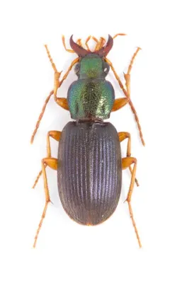 Chlaenius pusillus thumbnail 2