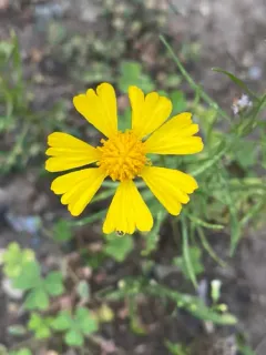 Bitterweed thumbnail 2