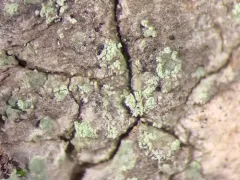Rinodina subpariata thumbnail 2