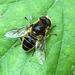Orange-spined Drone Fly thumbnail 2