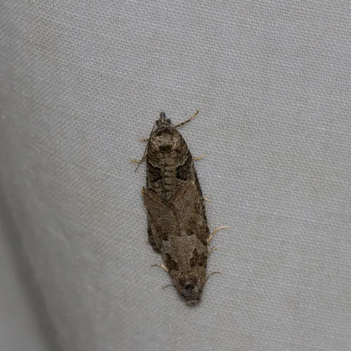 Gray Tortrix