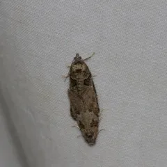 Gray Tortrix thumbnail 1